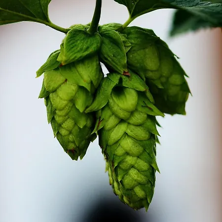 Inn Wildegams Und Brauerei Kirchberg in Tirol