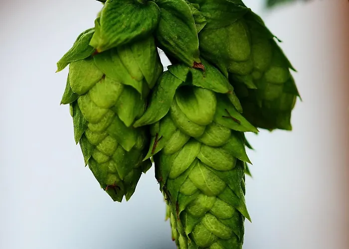 Inn Wildegams Und Brauerei Kirchberg in Tirol